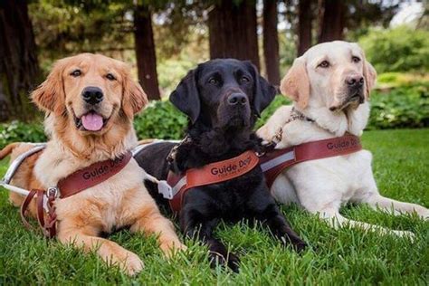 guide dogs of canada ontario